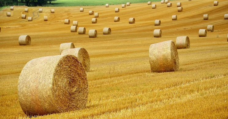 Csömöri Aratófesztivál