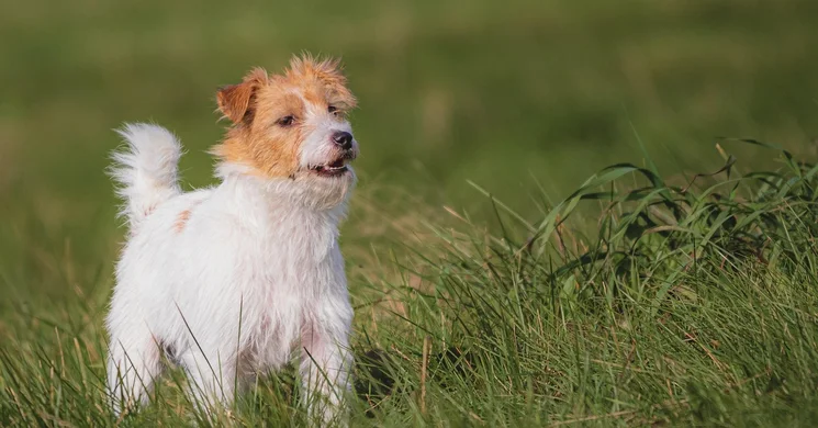 Kutyatánc program 2025. Dog Dancing