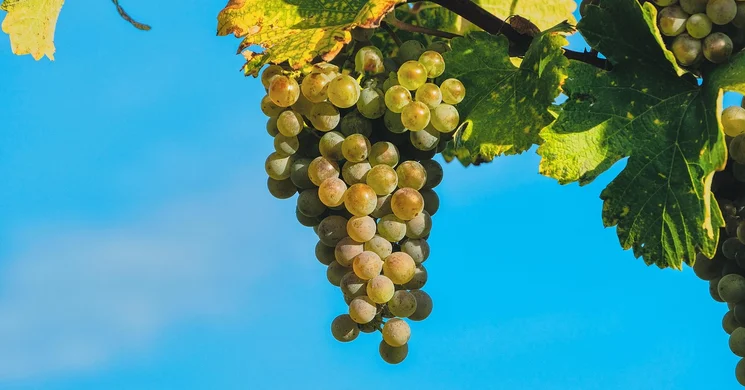 Szüret Mosonszentmiklós 2025. Szüreti felvonulás