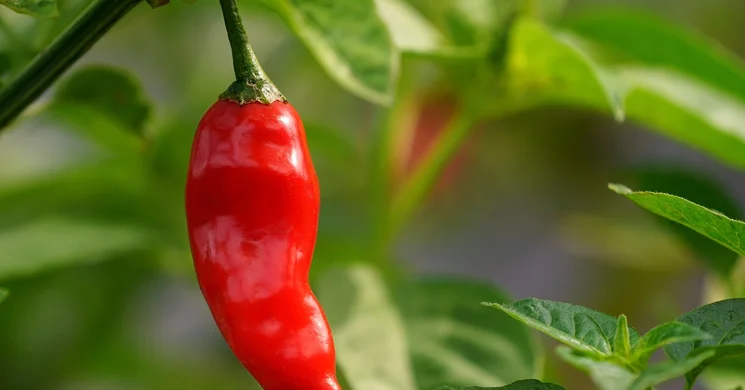 Nagybánhegyesi Paprikafesztivál 2025