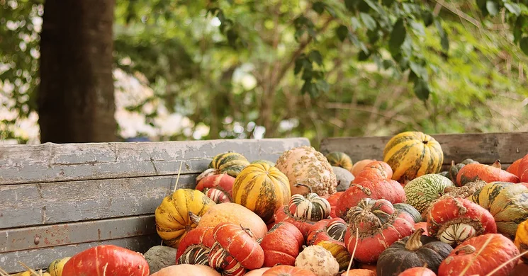 Tökfesztivál Balatonalmádi 2025. A város hagyományos tökfesztiválja