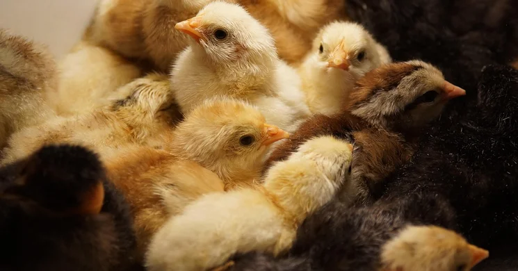 Országos Állat- és kirakodóvásár Tokaj 2026