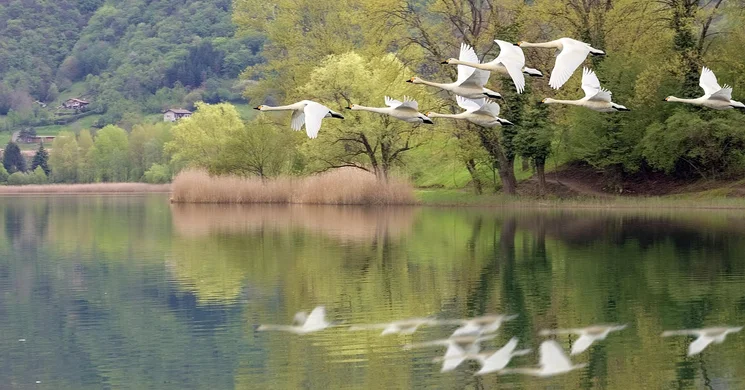 Madarak és Fák Napja Göd 2025