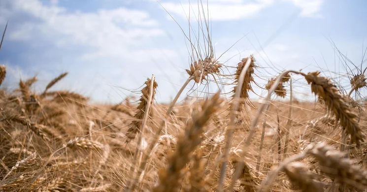 Aratófesztivál Dad 2025