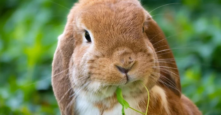 Kisállatbörze Mosonmagyaróvár 2026