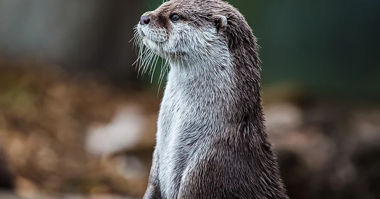 Állatok Világnapja 2025