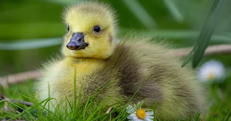 Szurdokpüspöki Libafesztivál 2025