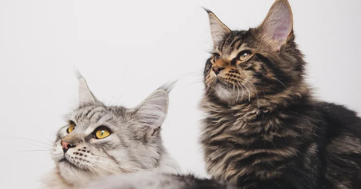 Nemzetközi macskakiállítás 2025. FIFe Nemzetközi Macskakiállítás