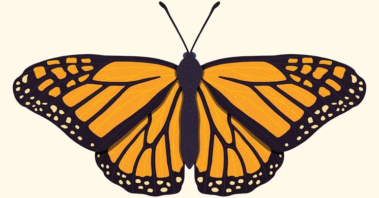 Lepkemúzeum látogatás Bogácson