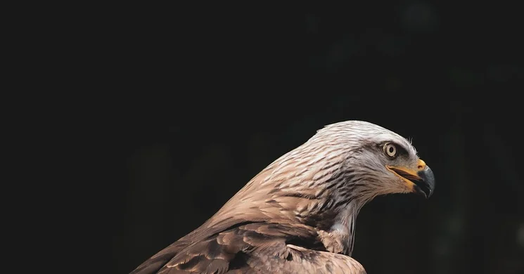 Állatkertek Éjszakája a Budakeszi Vadasparkban 2025