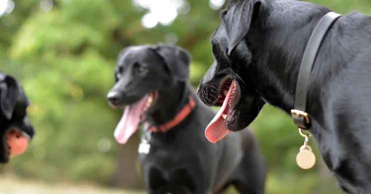 Belvárosi Kutyafesztivál 2025 Budapest