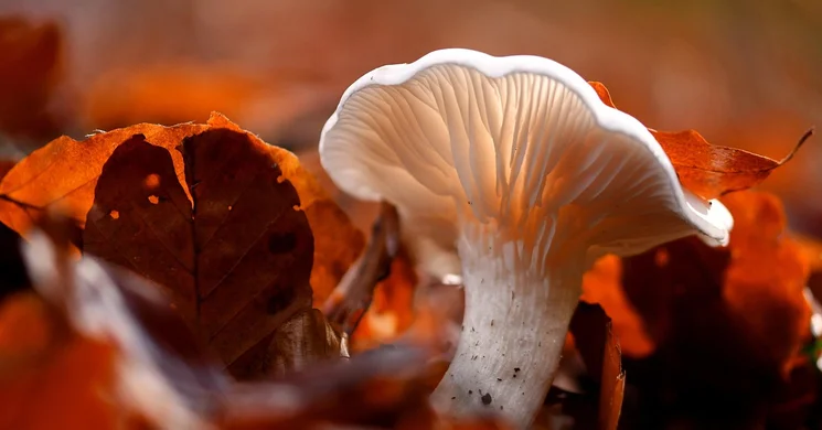 Európai nemzeti parkok napja