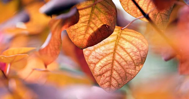 Őszi programok Hatvanban