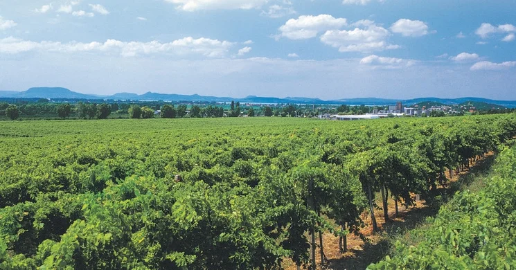 Balatonboglári Borgazdaság