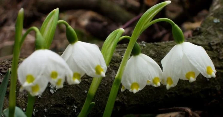 Hóvirág túra 2025. Tavaszköszöntő túra a Lankóczi-erdőben