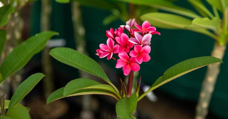 BOTANICA Kertészeti Expo Debrecen 2025