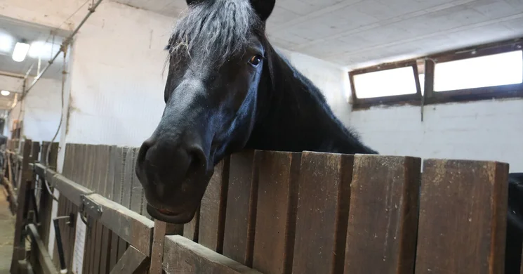 Lovas istálló a bikali Élménybirtokon