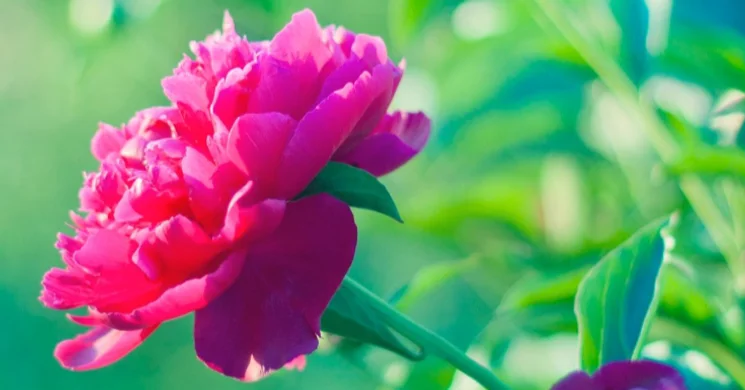 Bólyi Pünkösdi Fesztivál 2025