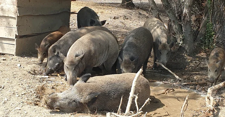 Festetics Imre Állatpark látogatás Keszthelyen