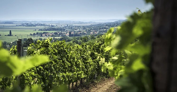 Fritz Birtok Borház és Panzió