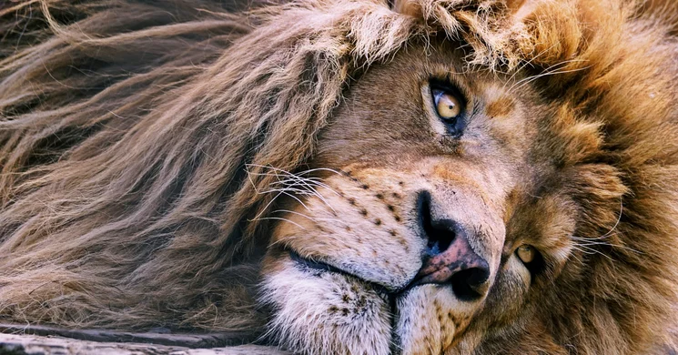 Gyöngyösi Állatkert programok 2025