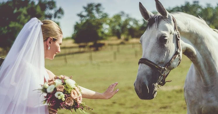 Lovas esküvő Móron a Hétkúti Hotel és Lovasparkban, wellness szálláslehetőséggel