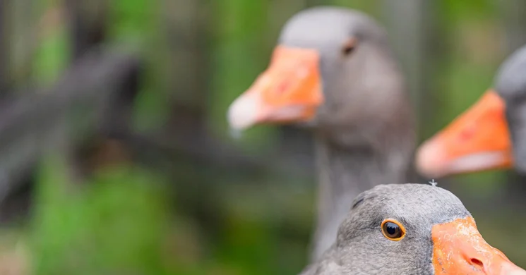 Szent Márton-napi Vigasság Hollókő 2025