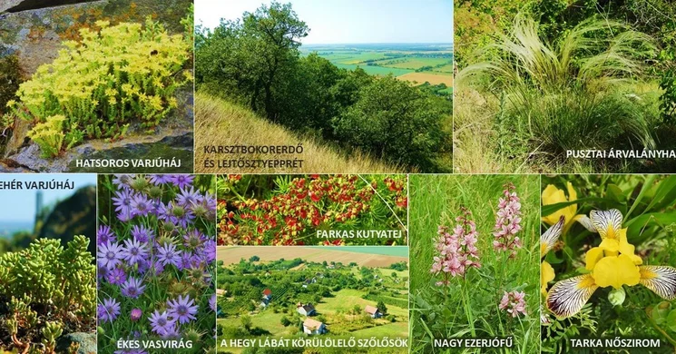 Ság-hegy élővilága, botanikai-zoológiai tanösvény az Őrségi Nemzeti Parkban Celldömölkön