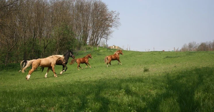 Viktória Lovasudvar Zselickislak