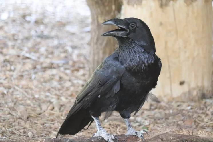 Szünidei állatkert programok 2026 - Rejtélyek a Körösvölgyi Látogatóközpont és Állatpark kapuin túl