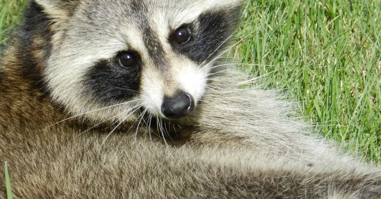 Látványetetés a Veresegyházi Medveotthonban márciustól minden szombaton és vasárnap