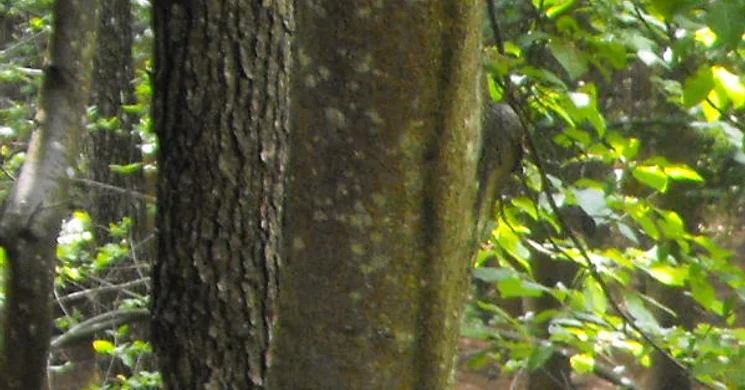 Szala menti tanösvény, gyalogtúra az Őrségi Nemzeti Parkban