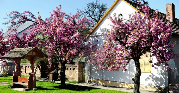 Palkonya programok 2026 - Események, rendezvények