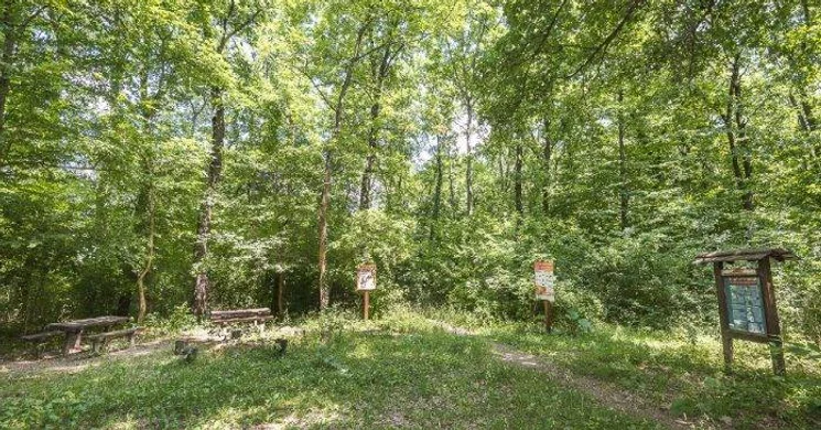 Fekete-fej örökerdő tanösvény