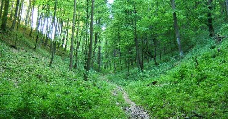 Pilisi Parkerdő Erdőanyai tanösvény