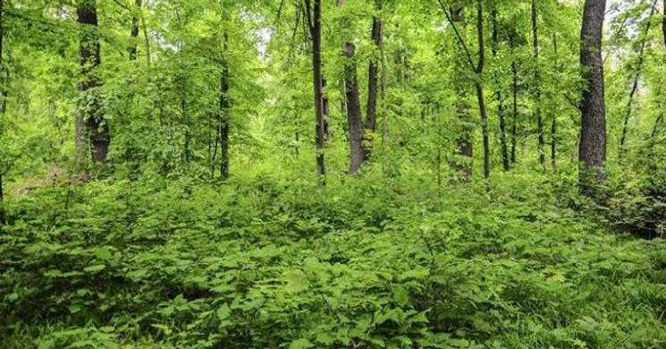 Hárs-hegyi örökerdő tanösvény