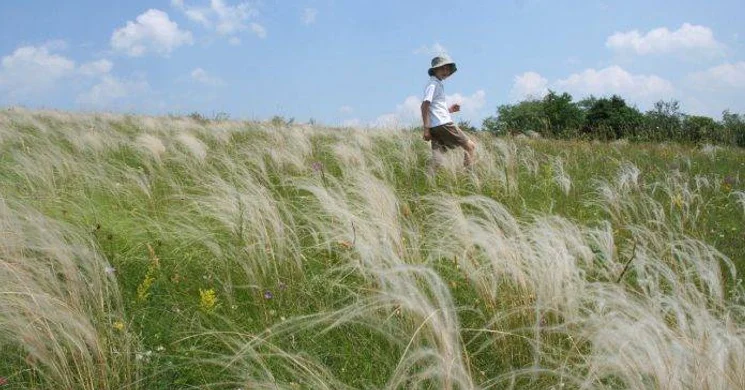 Kisvillámi Vadvirágos Tanösvény Visegrád