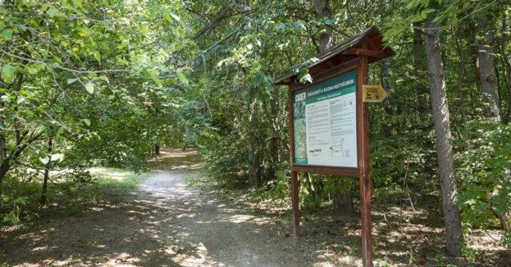 Látó-hegyi örökerdő tanösvény