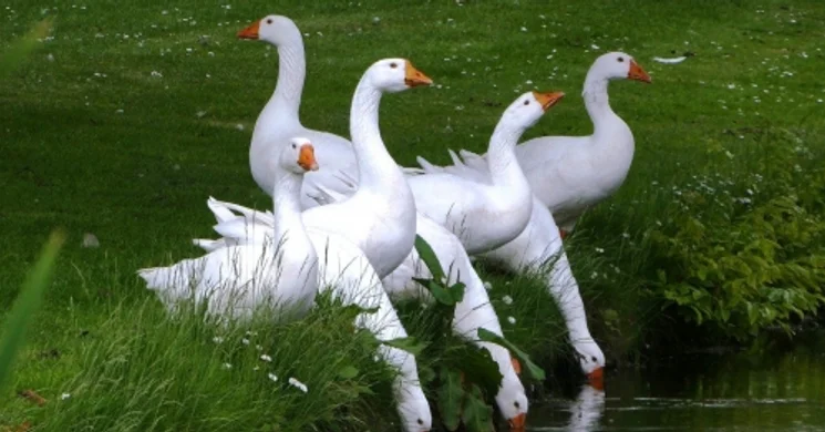 Marczibányi Téri Művelődési Központ Márton-nap. Online jegyvásárlás