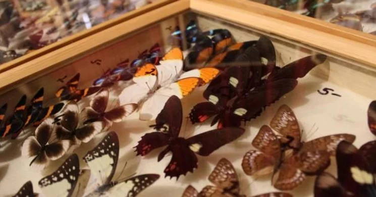 Rovarbörze programok 2025. Események, rendezvények