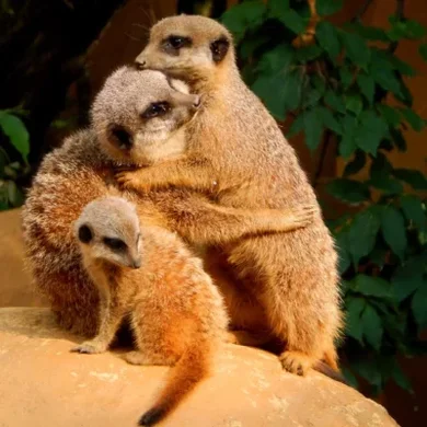 Állatok Világnapja Pécs 2025