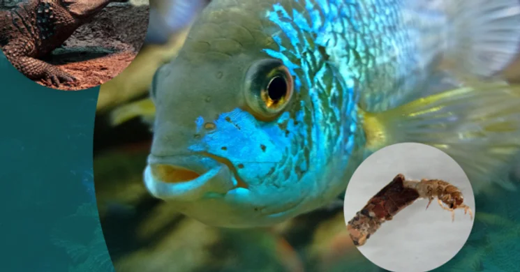 Víz Világnapja Pécs 2025. Víz világnapja programok a PécsZoo-ban