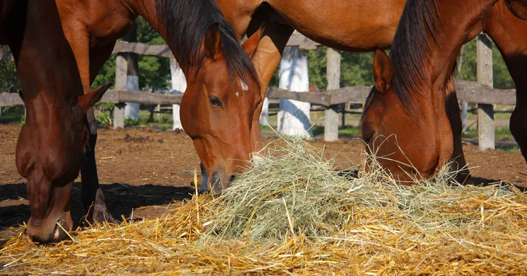 Pejkó Vendégház és 4 patkós Lovarda Csongrád