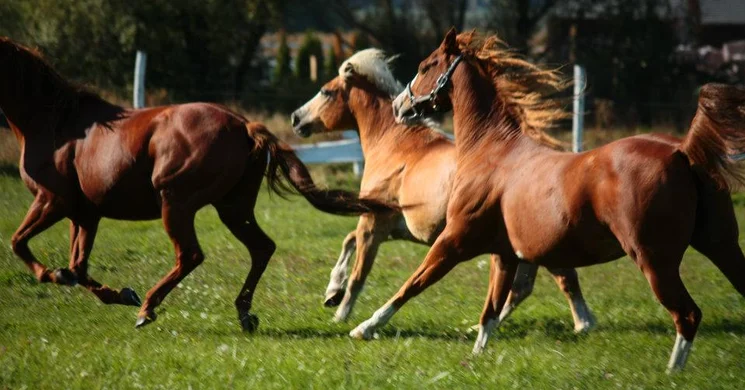 Red Horse Ranch Pátka