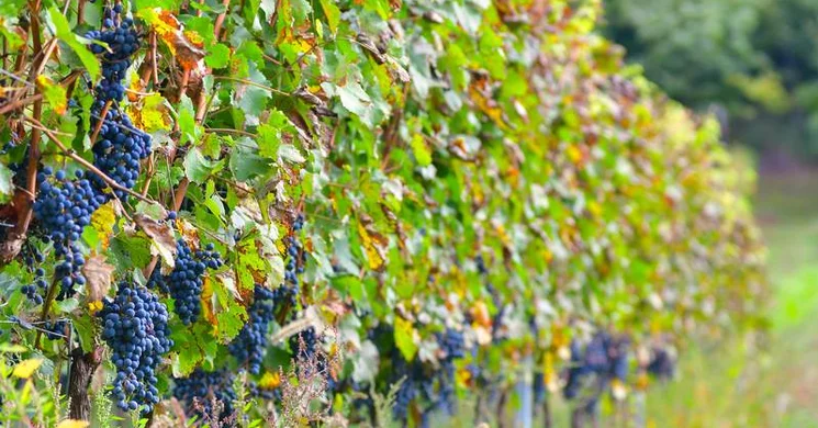 Sebestyén Pince Szekszárd