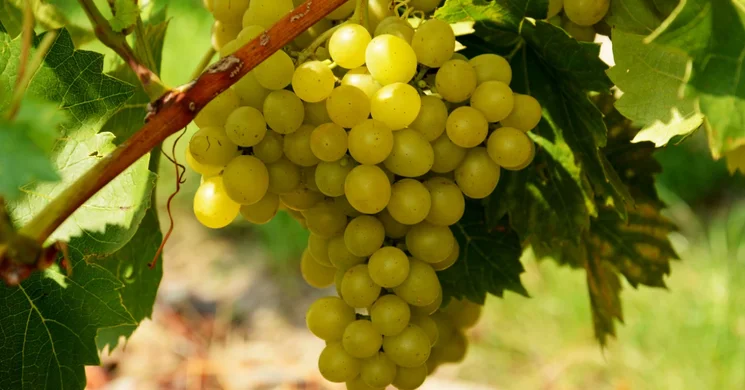 Kiliti Szüreti Felvonulás 2025