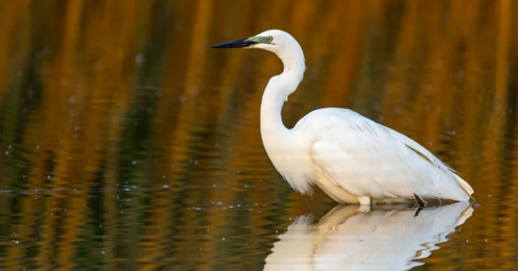 Sóstó Látogatóközpont Székesfehérvár