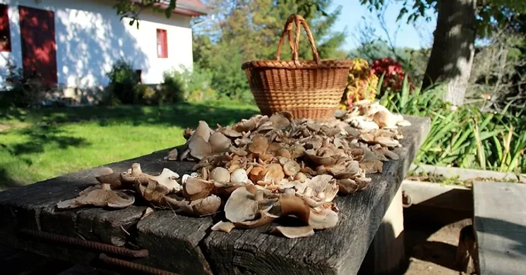 Klumpás Vendégház Hosszúhetény