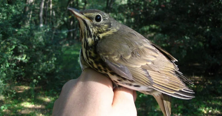 Tömördi Madárvárta programok