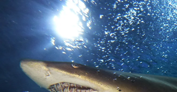 Tropicarium ingyenes látogatás